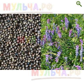 Семена Вики посевной - Сидераты и монотравы - купить у производителя Мульча.рф