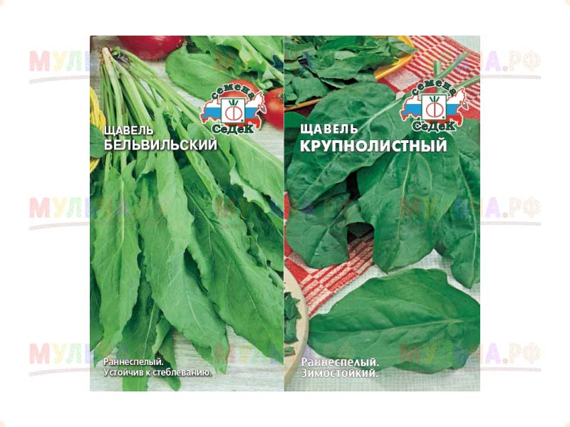 Щавель крупнолистный когда сажать 89