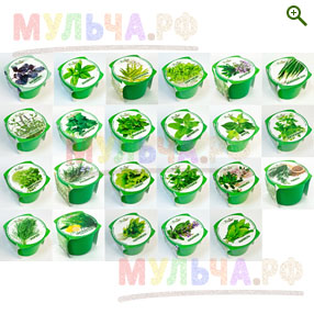 Зелень в горшках (наборы для выращивания) - Наборы для выращивания - купить у производителя Мульча.рф