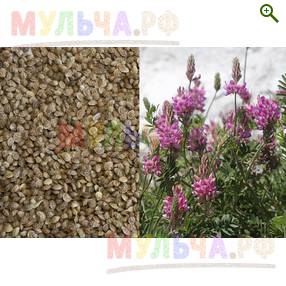 Семена Эспарцета - Сидераты и монотравы - купить у производителя Мульча.рф