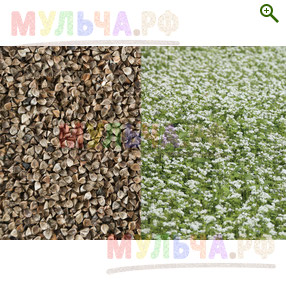 Семена Гречихи - Сидераты и монотравы - купить у производителя Мульча.рф
