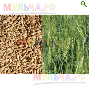 Семена Пшеницы - Сидераты и монотравы - купить у производителя Мульча.рф