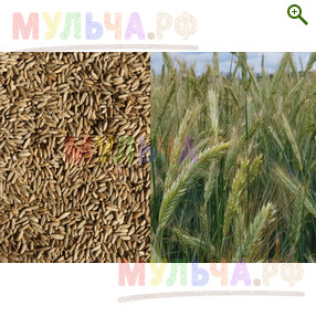 Семена Ржи озимой - Сидераты и монотравы - купить у производителя Мульча.рф