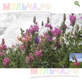 Семена сидерата Эспарцет - Сидераты - купить у производителя Мульча.рф