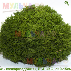 Стабилизированный мох - кочка (кладония), цвет Яблоко - Мох - купить у производителя Мульча.рф