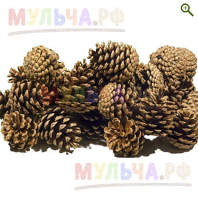 Шишки Сосновые крупные (южные) - Шишки сосновые, еловые - купить у производителя Мульча.рф