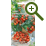 Семена Помидоров (томатов)