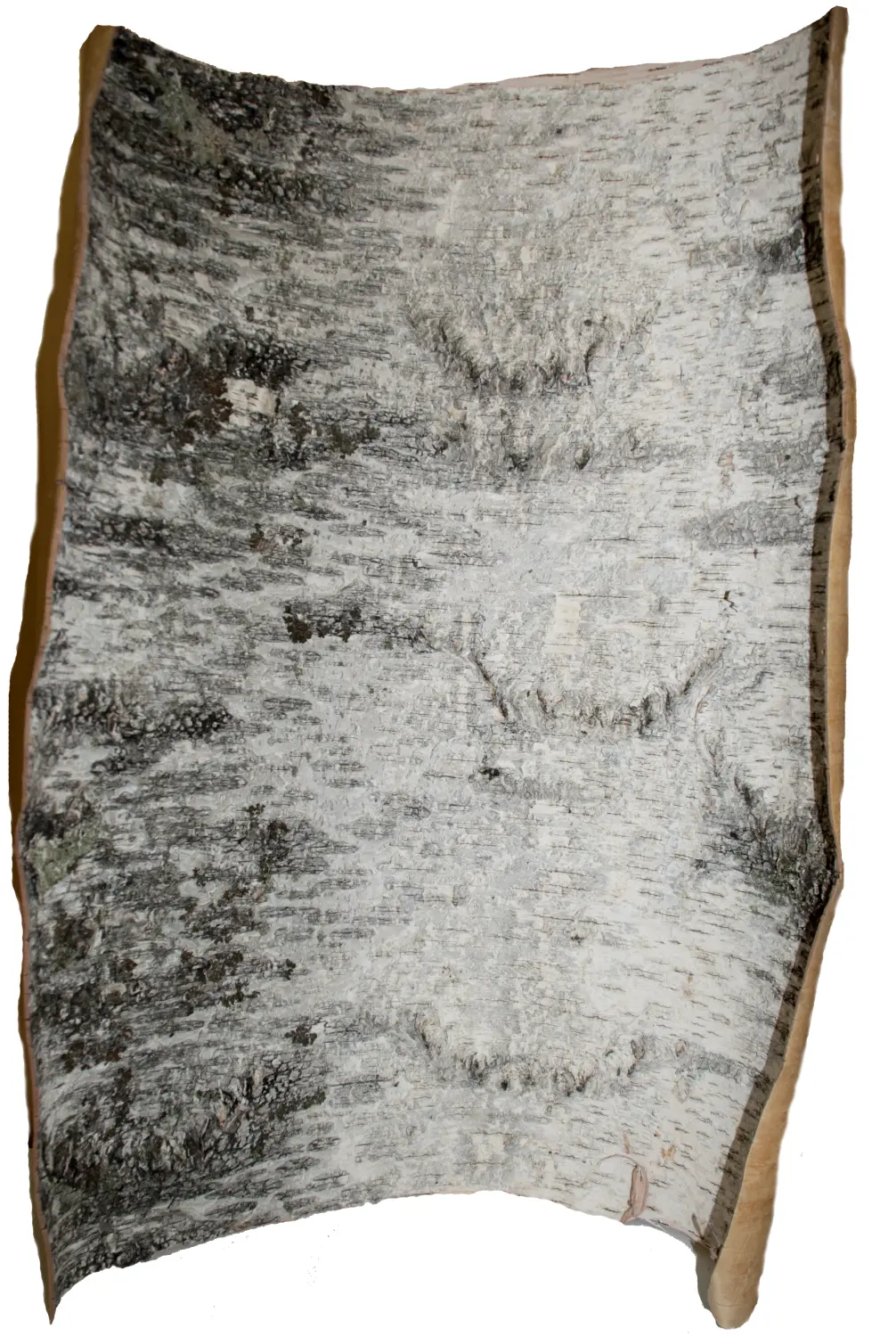 Береста в листах ( ~ 50 x 70 см), шт