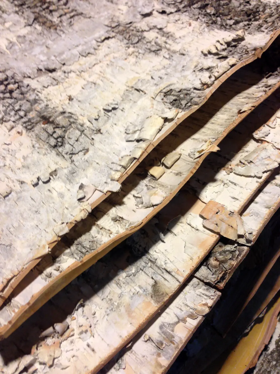 Береста в листах ( ~ 50 x 70 см), шт