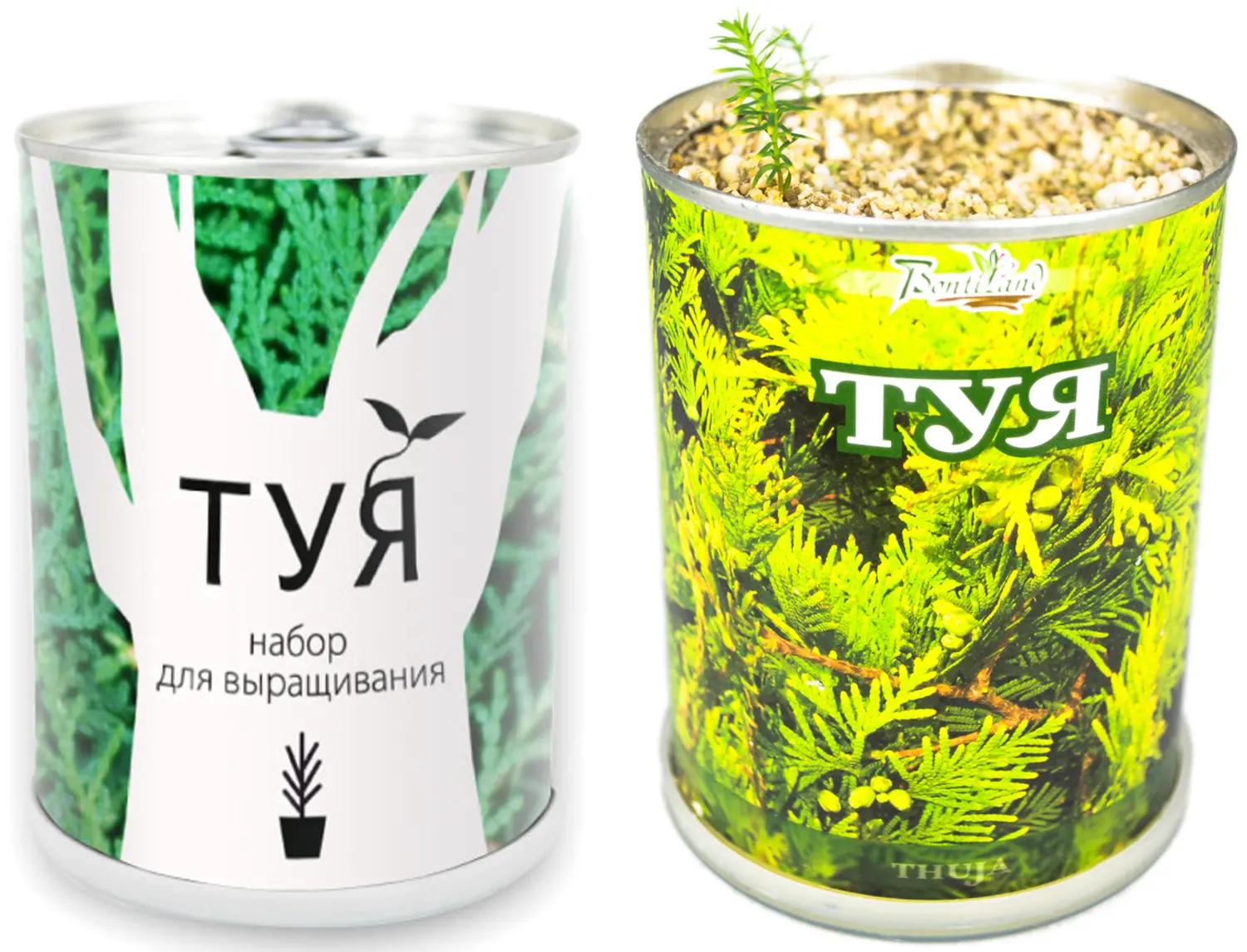 Дерево в банке "Туя"