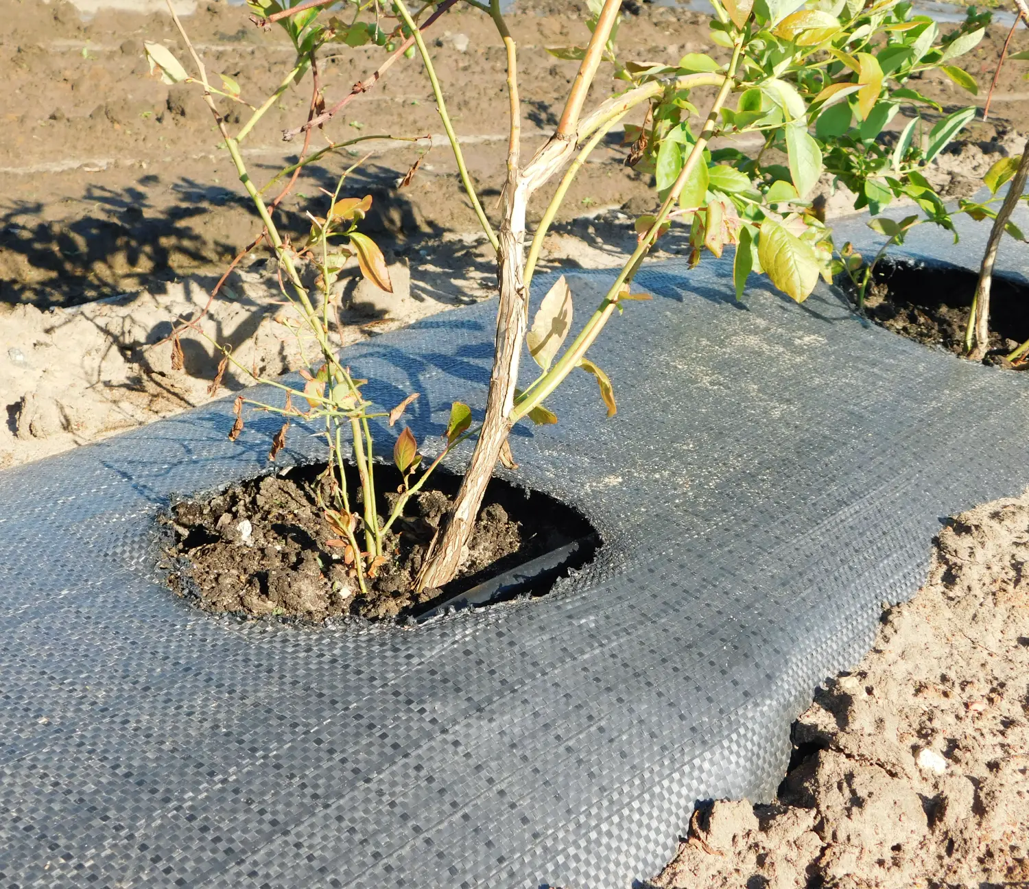 Агротекс Геоткань 100, Черный, 2,1*50 м, рул