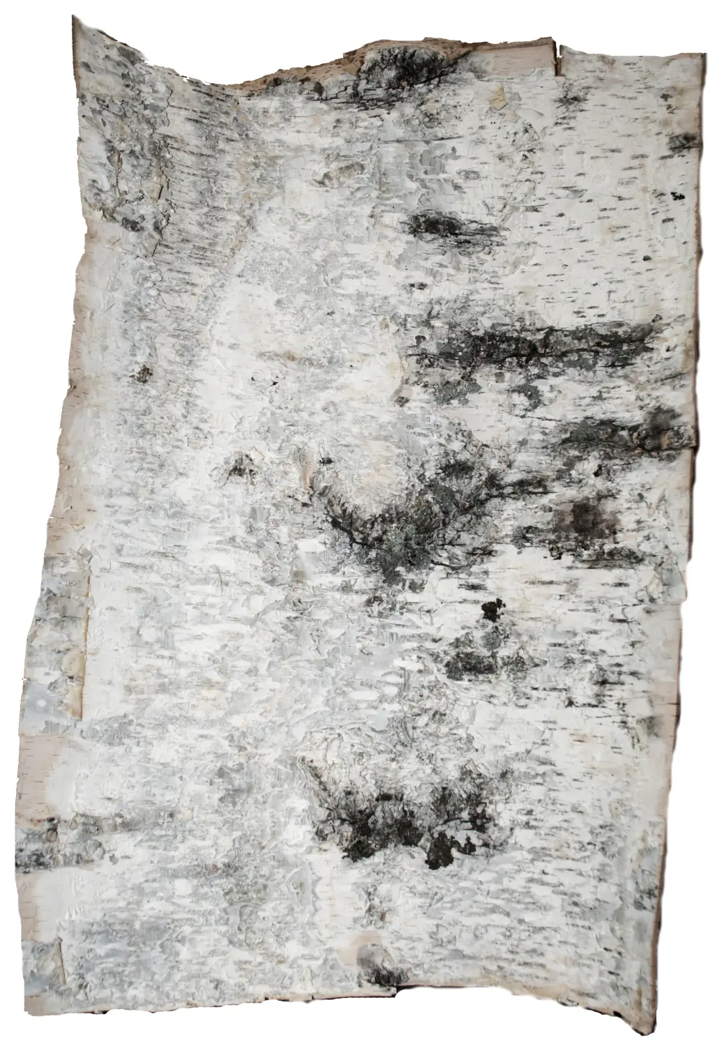 Береста в листах ( ~ 50 x 70 см), шт