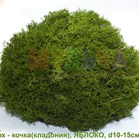 Кочки из стабилизированного мха - зелень для украшения помещений и сада Кочки из стабилизированного мха - зелень для украшения помещений и сада