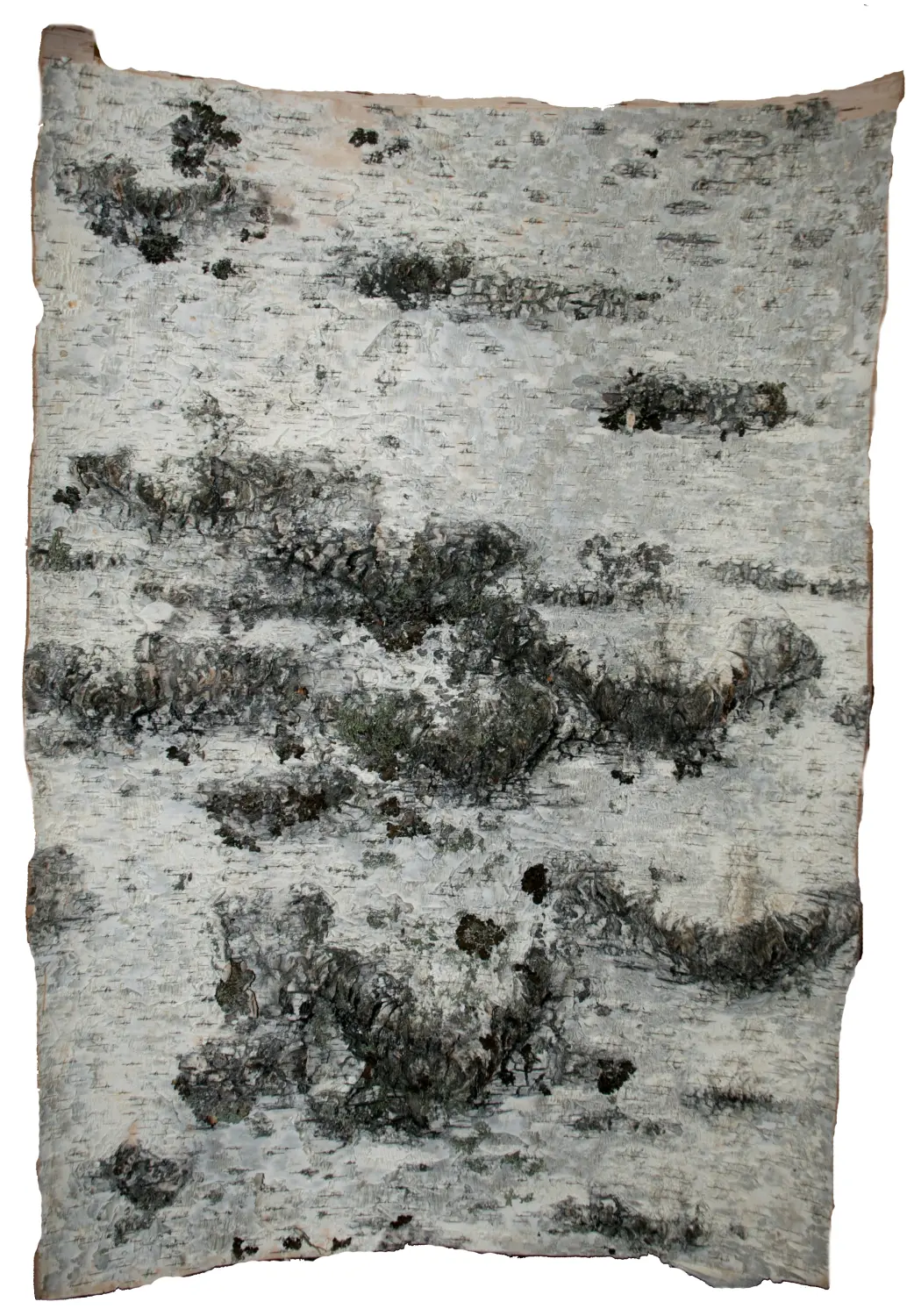 Береста в листах ( ~ 50 x 70 см), шт