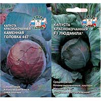 Семена краснокочанной капусты уже в продаже Семена краснокочанной капусты уже в продаже