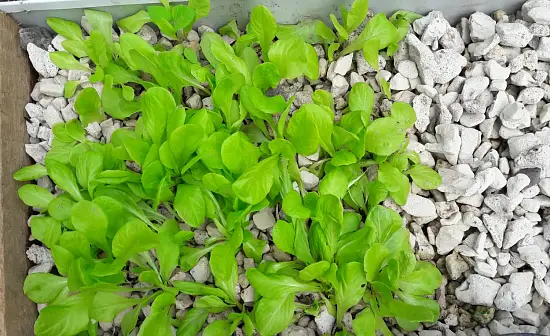 Пеностекло Субстрат Growplant, фр.  5-30 мм, зеленый, 50 л 