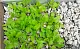 Пеностекло Субстрат Growplant, фр. 5-30 мм, зеленый, 50 л