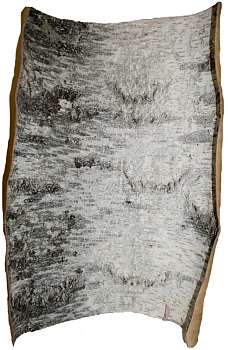 Береста в листах ( ~ 50 x 50 см), шт