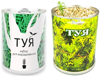 Дерево в банке "Туя"  