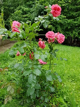 Шпалера для вьющихся (узкая), композитная, h 160 см, шт