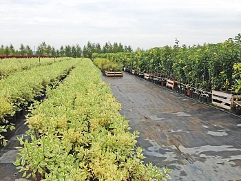 Агротекс Гео Черный 90 УФ, 1,6*12 м, уп