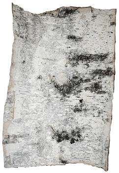 Береста в листах ( ~ 50 x 50 см), шт