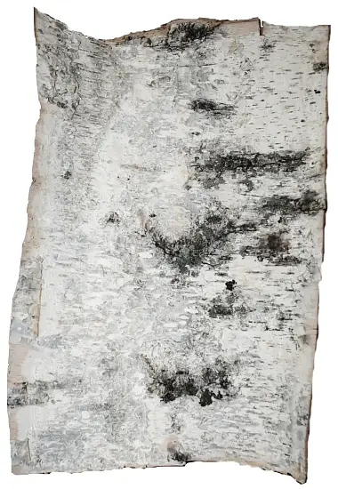 Береста в листах ( ~ 50 x 70 см), шт