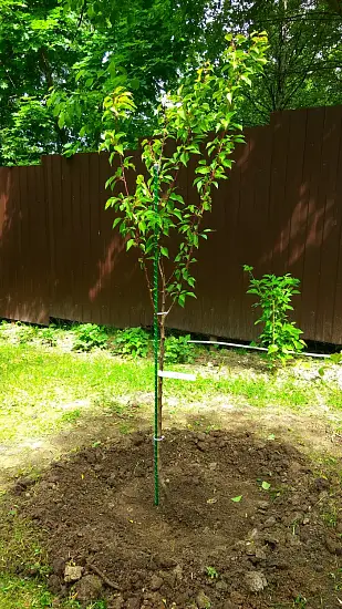 Колья для подвязки, композитные, h 150 см, 10 шт/уп