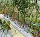 Агротекс двойная защита Бело-чёрный 80, 3,0*100 м, рул