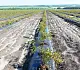 Агротекс Геоткань 100, Черный, 2,1*50 м, рул