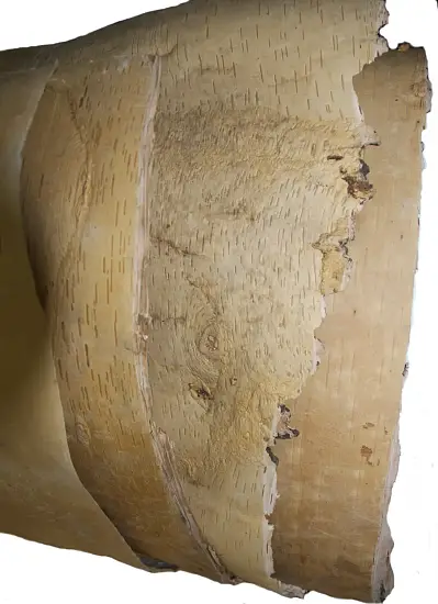 Береста в листах ( ~ 50 x 70 см), шт
