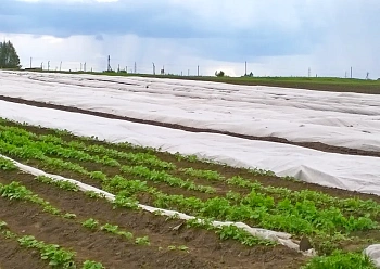 Агротекс Белый 42, 3,2*200 м, рул