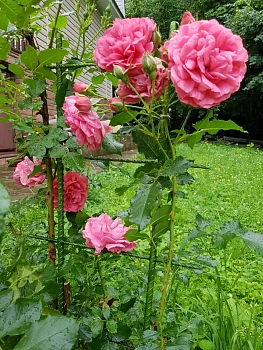 Шпалера для вьющихся (узкая), композитная, h 160 см, шт